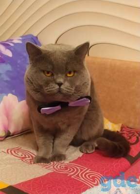 Британские котята, фотография 2