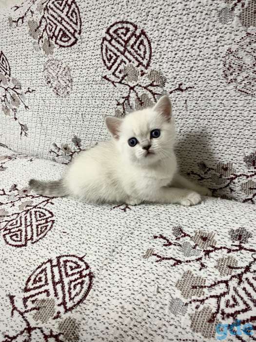 Чистокровные шотландские котята, фотография 4