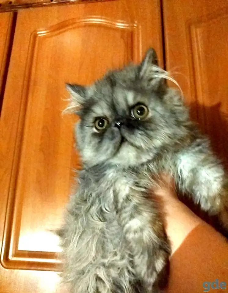 Персидский мальчик Зайчик. Персы. Котята., фотография 3