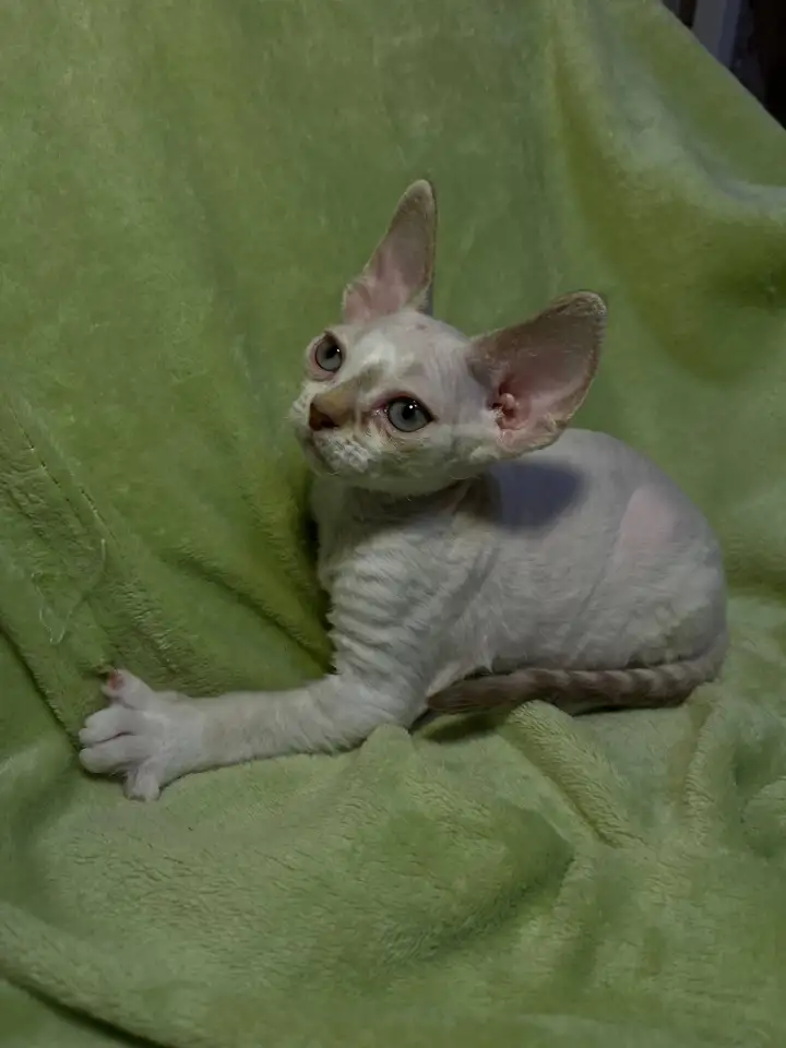 Котенок ДевонРекс, фотография 1
