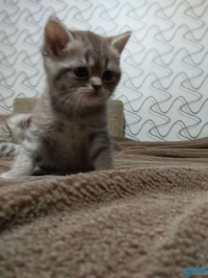 Шотландские котята, фотография 1