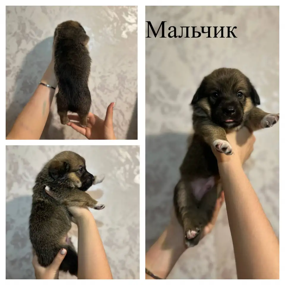 Щенки метисы корги, фотография 2