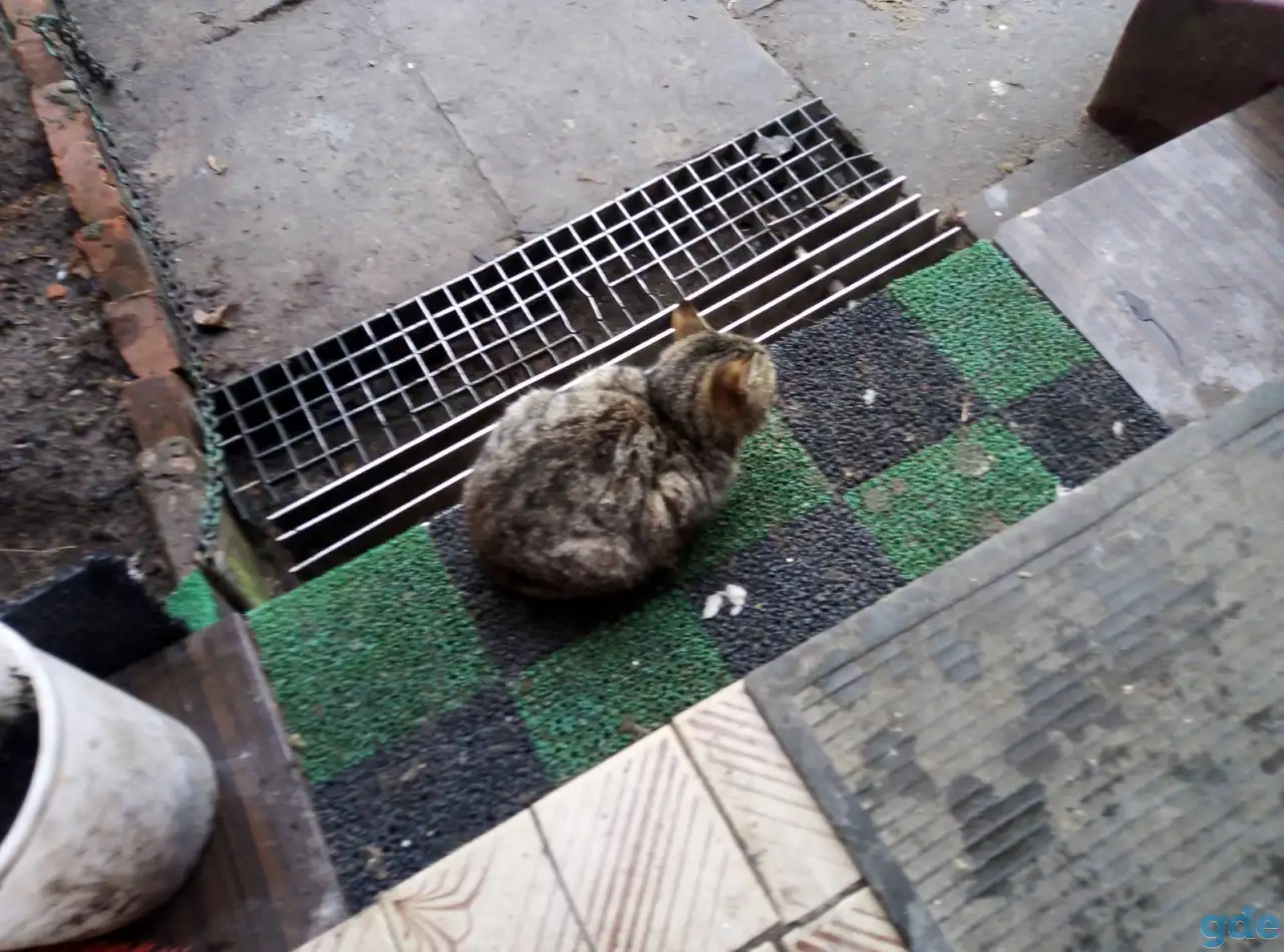 Котики в хорошие руки, фотография 1