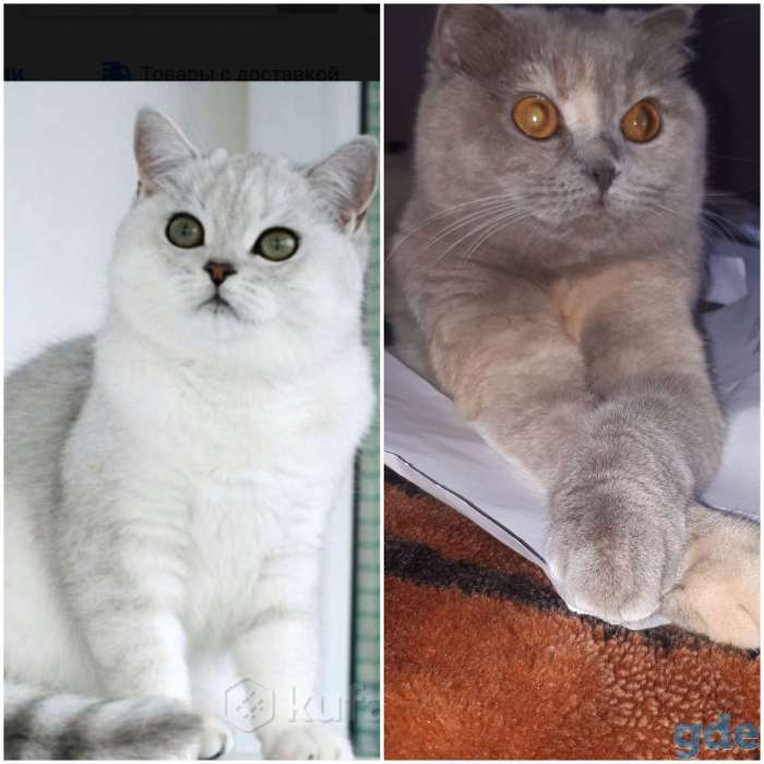 Шотландские вислоухие котята, фотография 2