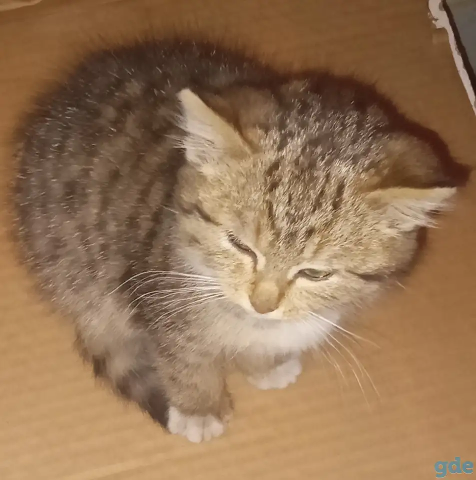 Отдам котенка в хорошие руки, фотография 2