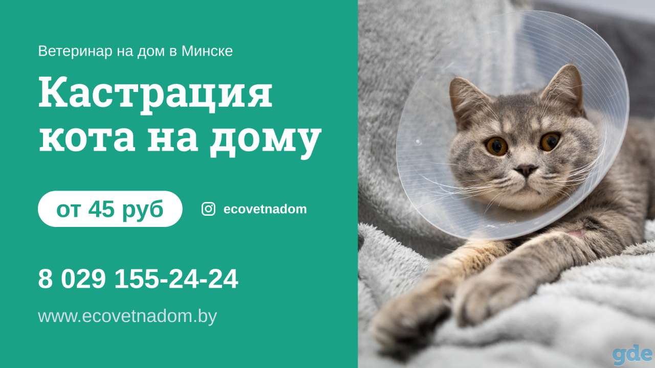 Кастрация кота, фотография 1