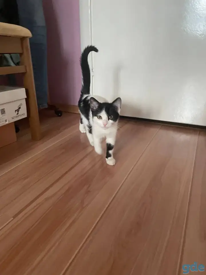 Сделайте свой дом теплее с милым котенком! ♥, фотография 2