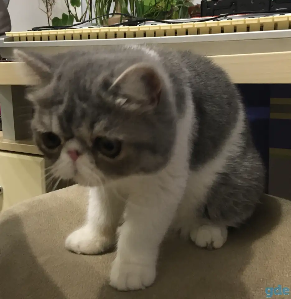 Экзотические короткошёрстные котята, фотография 7