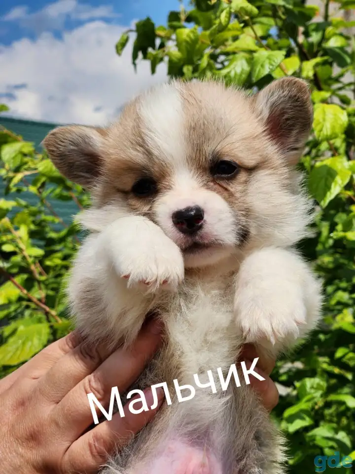 Вельш-корги пемброк., фотография 2