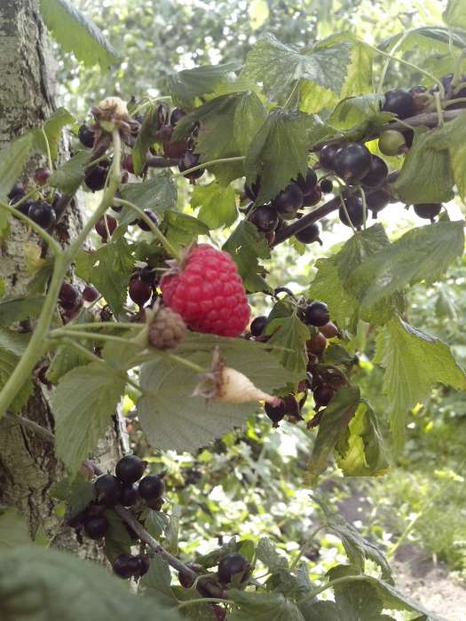 Продам отличный участок, срочно, фотография 4