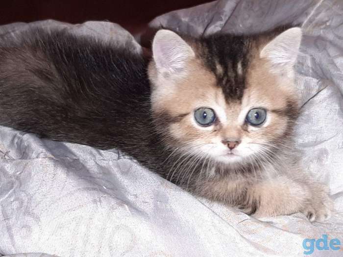Котята шотландские, фотография 2