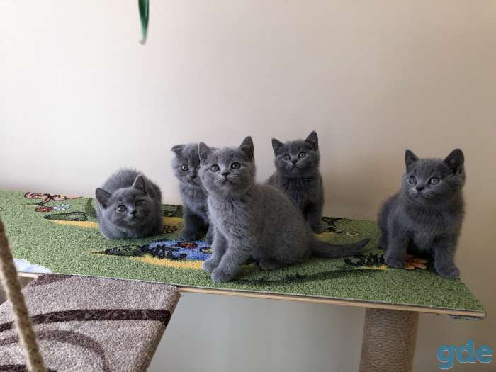 Шотландские котята, фотография 5