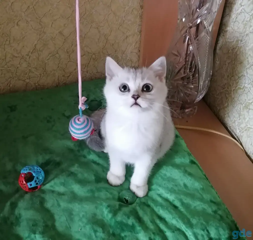 Британские котята, фотография 1