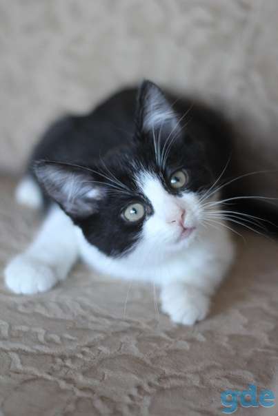 Котенок ищет дом, фотография 2