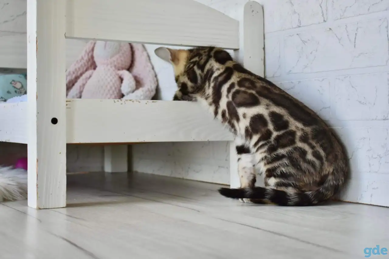 Бенгальский котенок девочка бейби фейс, фотография 6