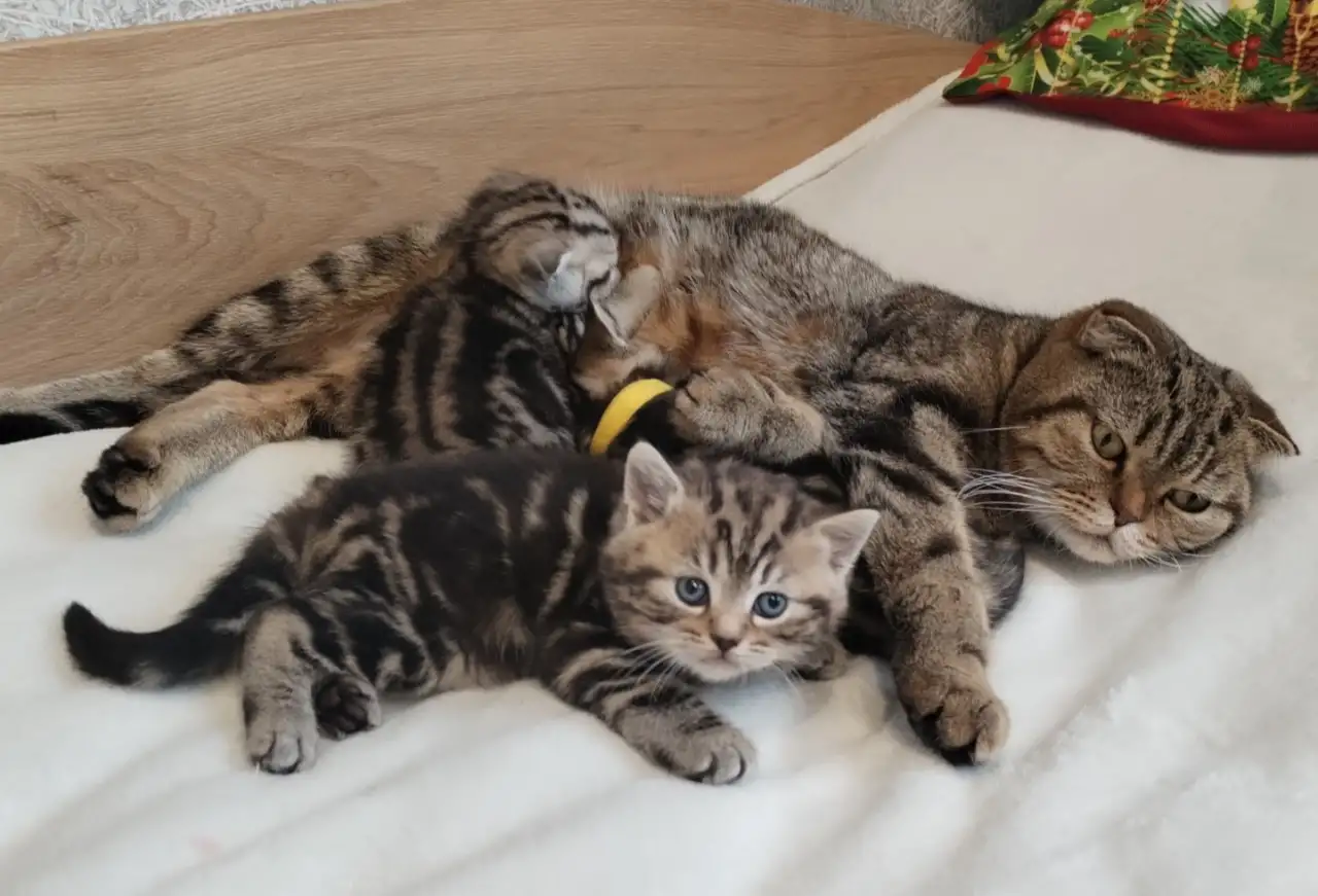 Котята шотландские., фотография 1