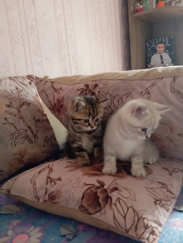 Котята, фотография 4