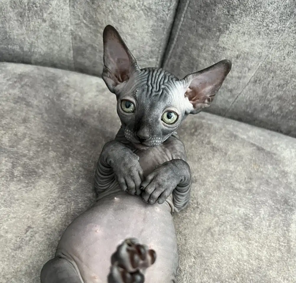 Котята канадского сфинкса, фотография 10