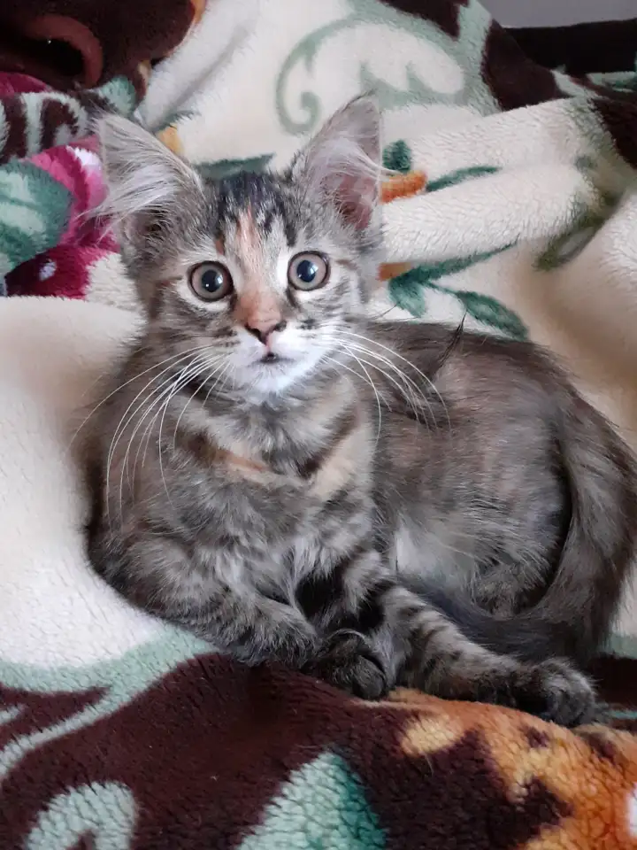 Котята, фотография 1