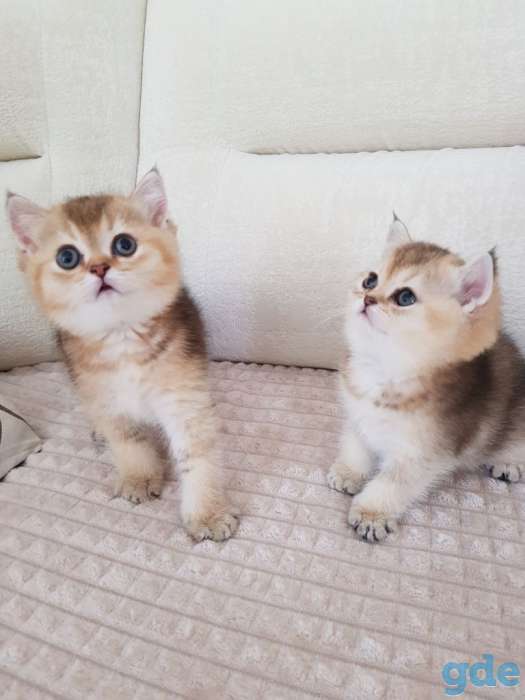 Чистокровные шотландские котята, фотография 1
