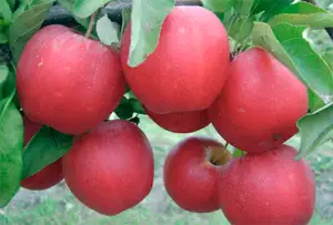 Продам саженцы яблони, фотография 2