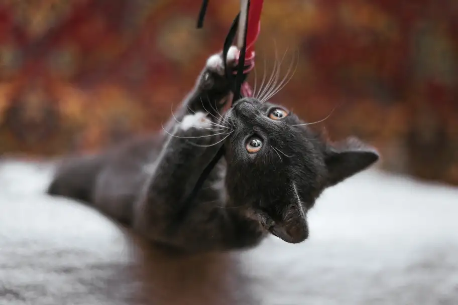 Нежный котенок Масик ищет дом!, фотография 4