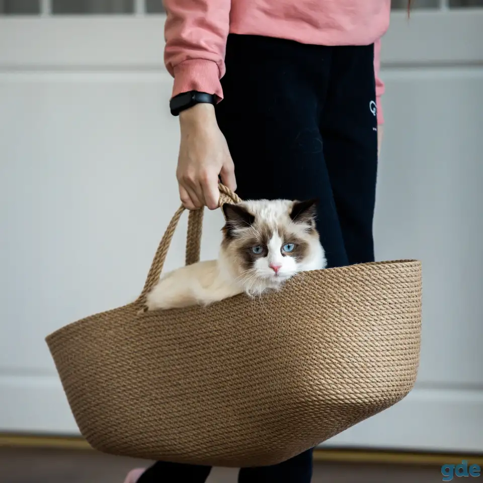 Котёнок Рэгдолл мальчик 6 мес. в любящую семью, фотография 1