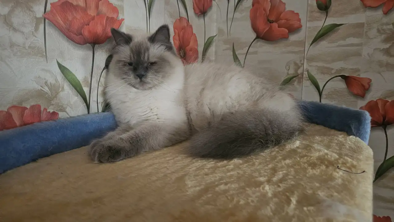 Котята, фотография 2