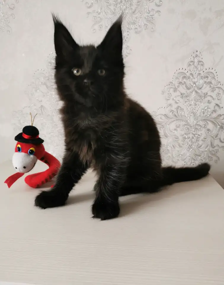 Котятa Мейн Куны из питомника, фотография 2