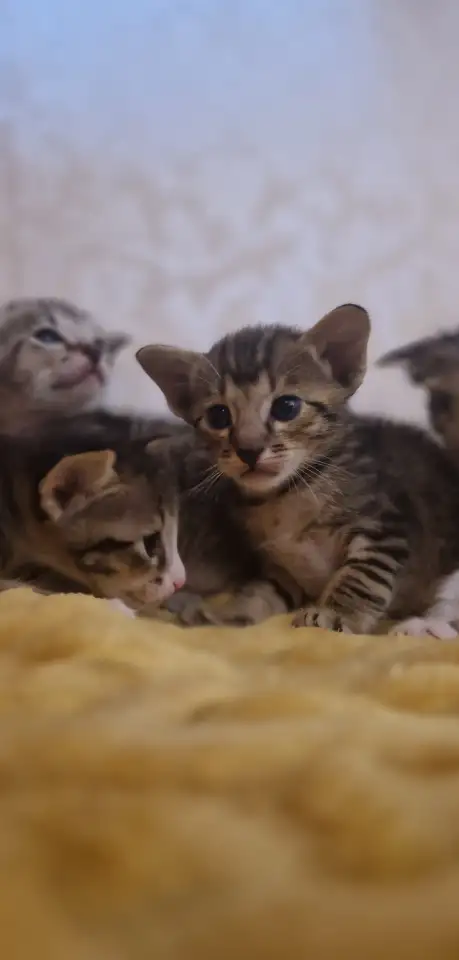 Ориентальные котята, фотография 6