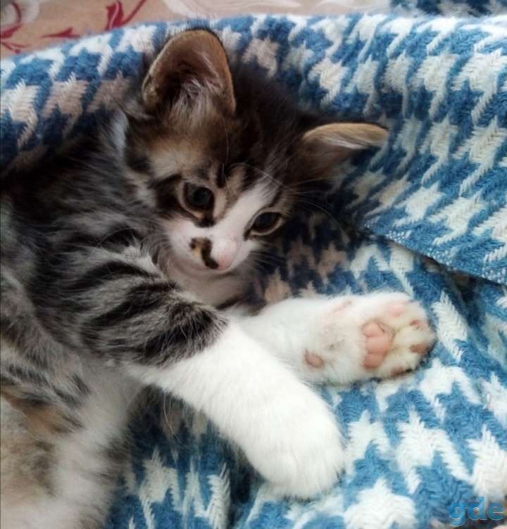 Котята, фотография 1