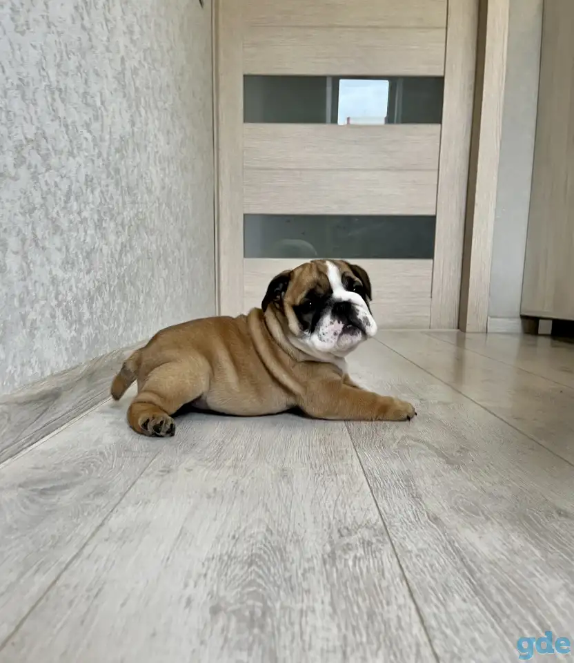 Английский бульдог 1,5 мес, фотография 3