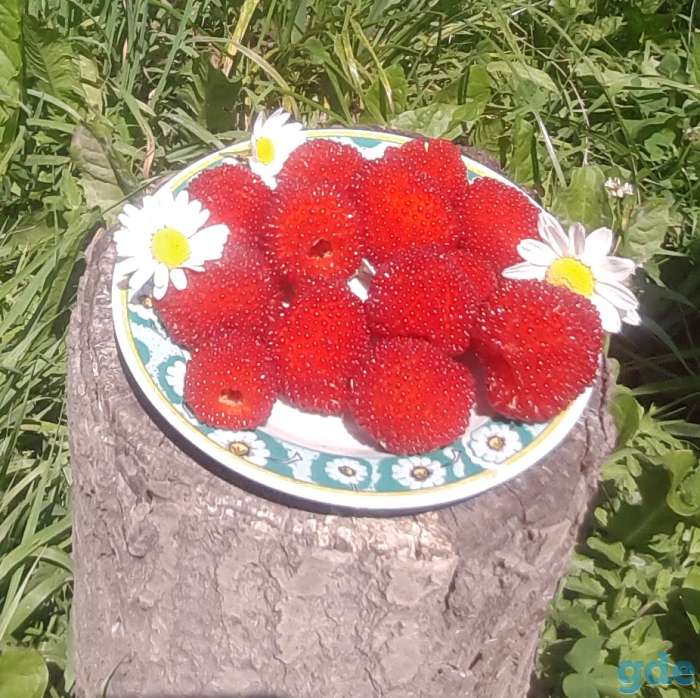 Недорого кусты и саженцы, фотография 3