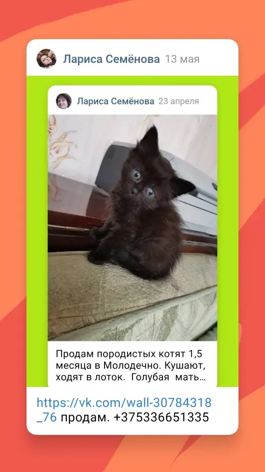 Шотландский прямоухий  котёнок - кошечка 1.5  месяцев в Молодечно, фотография 2