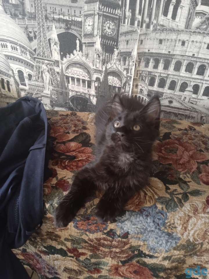 Продажа котят Мейн кун, фотография 1