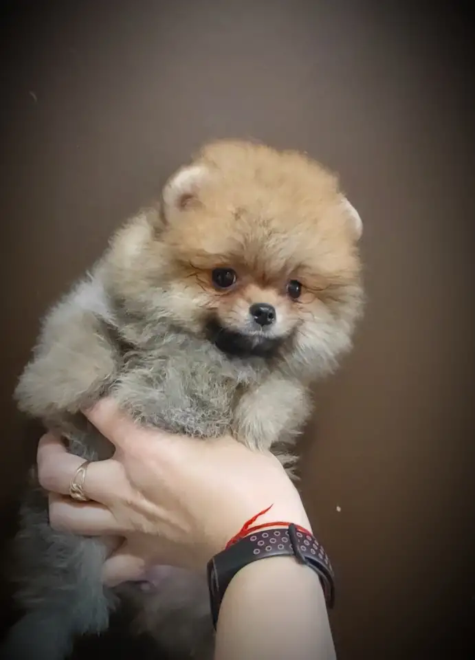 Померанский шпиц, щенки. Мини мишки, фотография 2