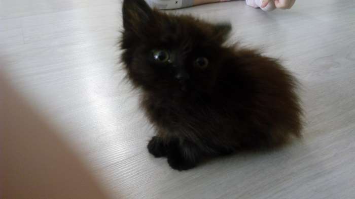 отдам котенка в хорошие руки, фотография 3