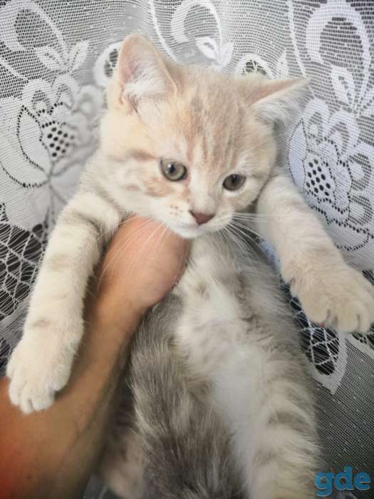 Котята шотландские, фотография 8
