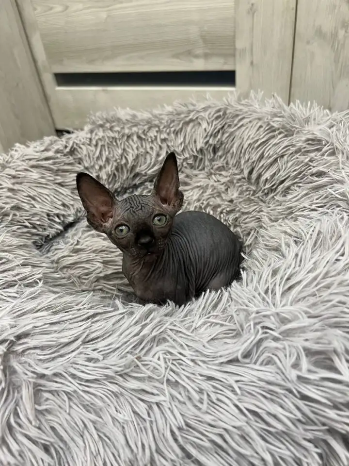 Котята канадского сфинкса, фотография 5