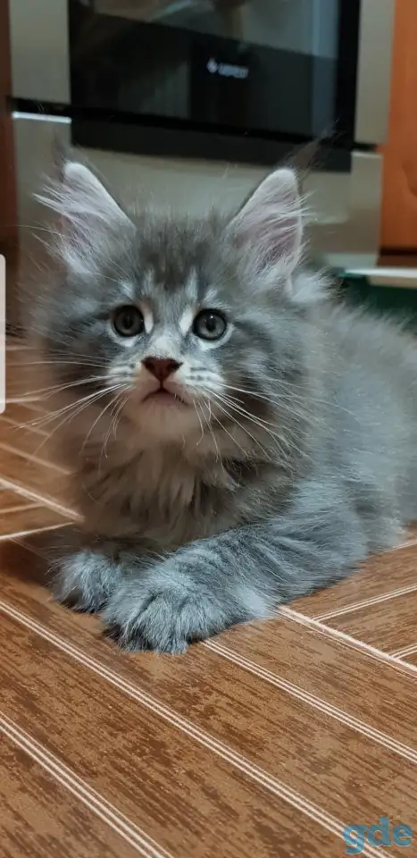 Кошечки мейн-кун, фотография 9