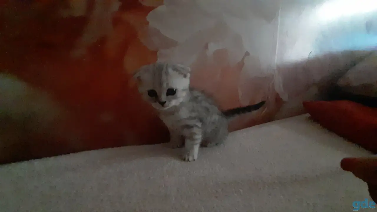 Шотландские  вислоухие котята, фотография 4