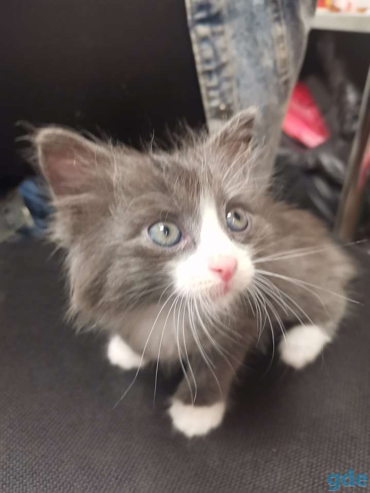 Котенок в дар, фотография 3