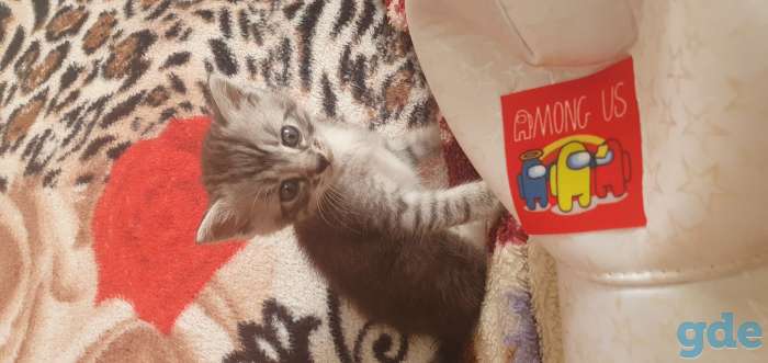 Котята в дар, фотография 1