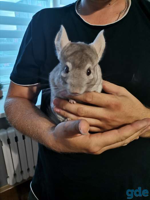 Продам шиншилу, фотография 1