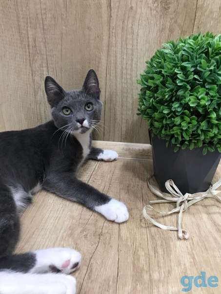 Котенок ищет дом, фотография 2