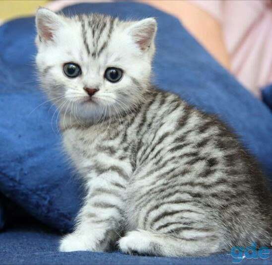 Шотландских породистых котят, фотография 3