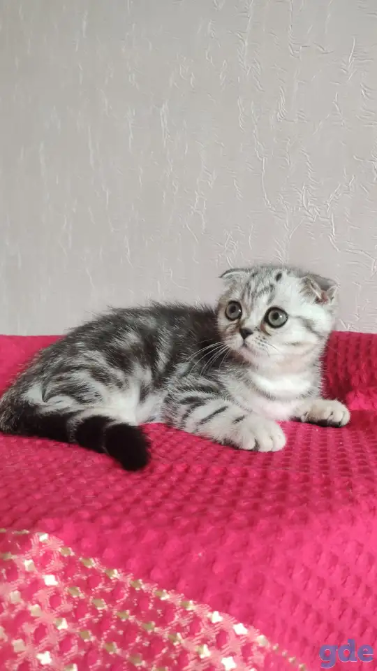 Шотландские котята с голубыми глазами, фотография 5