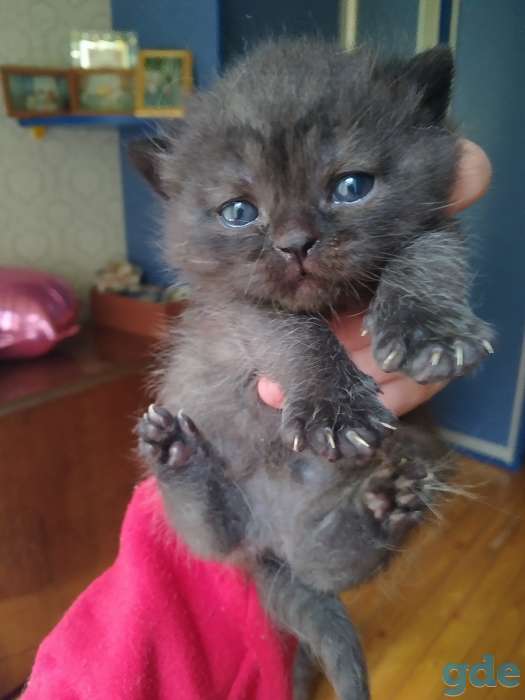Продаю британских котят, фотография 2