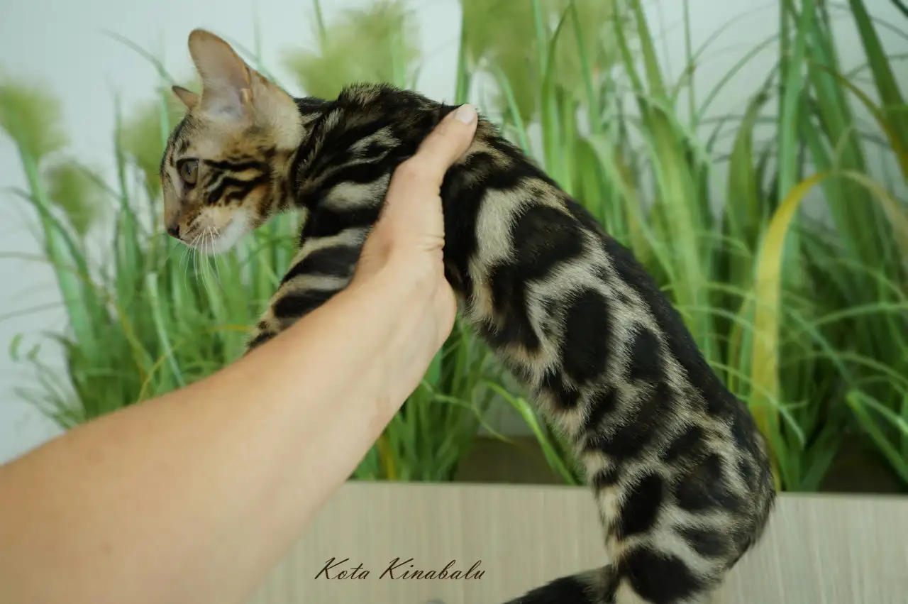 Бенгальские клубные котята, фотография 4