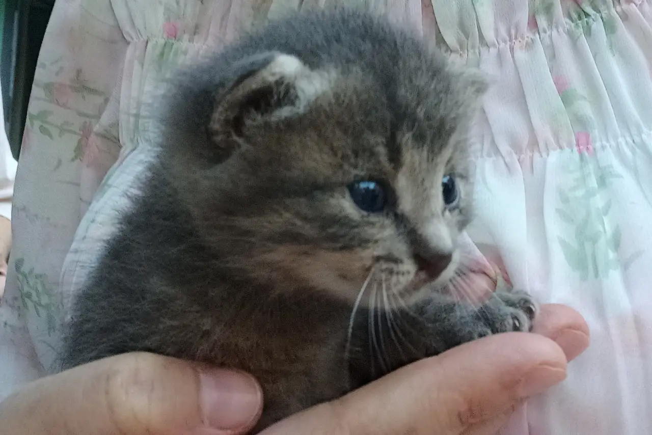 Срочно! Маленький Котенок мальчик в дар!, фотография 7